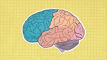大脑可塑性 导儿脑训练脑运动